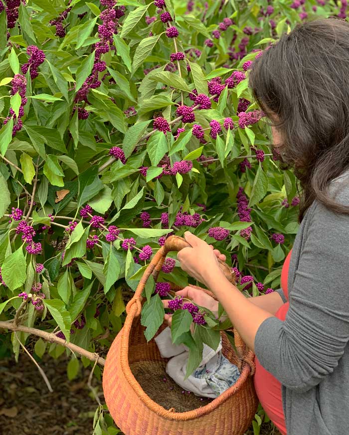 Pregnant Tyrant picking ripe beautyberries.