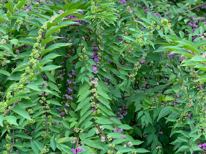 American beautyberries (Callicarpa americana) beginning to ripen from green to purple in late summer in South Carolina.