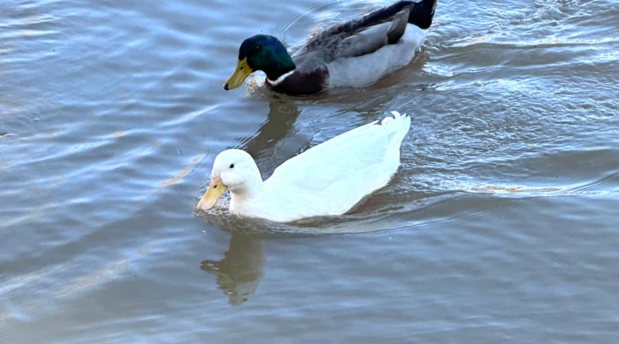 All about bird flu / avian influenza with Dr. Maurice Pitesky thumbnail