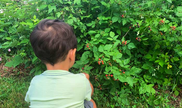 Our toddler picking black raspberries from our front yard patch. 