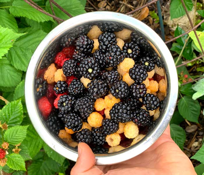 It's nice being able to walk out your front door and quickly gather a bowl of fresh, organically grown caneberries to have with breakfast!