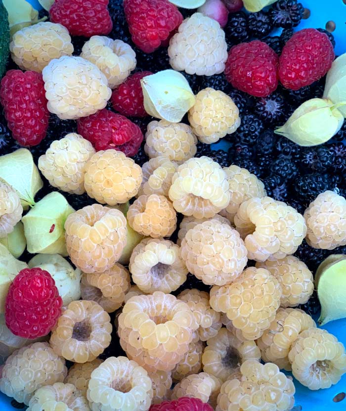 Gold, red, and black raspberries picked from our garden in June. (Ground cherries, a husked Physalis fruit, also mixed in.)