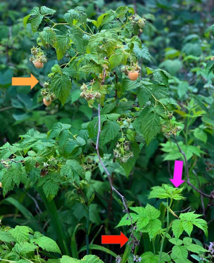 Yellow arrow: fruiting ever-bearing gold raspberries growing on the retained floricane from the previous year. Red arrow shows where the same cane produced fruit the previous fall. Purple arrow shows a developing primocane which will produce a first flush of fruit in late summer/fall and a second flush the falling summer before dying. We don't prune these canes until they're completely dead. 