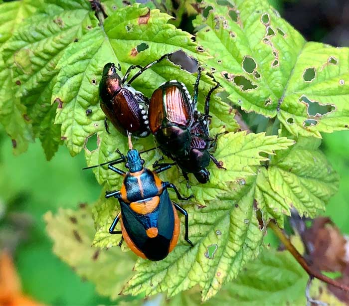 A Florida predatory stinkbug eating a Japanese beetle while a mating pair of Japanese beetles watches (all taking place on the leaves of a finished raspberry floricane). There are many types of predators in our gardens that eat Japanese beetles, but not in high enough volume to control their populations without human intervention. 