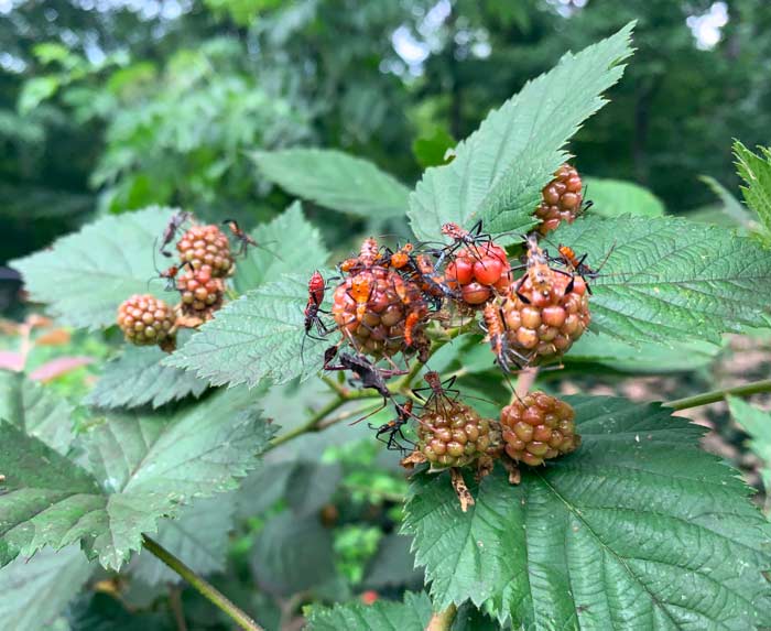 Well, this is quite a horror show: leaffooted bug nymphs preparing to chow down on developing blackberries. These insects aren't a big problem for us, but when we see them, we put on gloves and get a bowl of soapy water. Then, simply shake them into the bowl and they'll quickly drown. Or you can squish them in your gloved hands. 