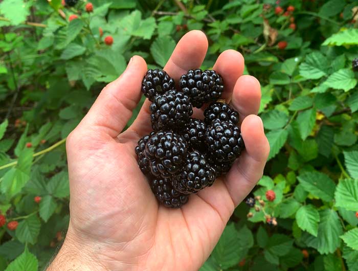 Zero cuts on hands from picking these gorgeous berries from our thornless blackberry canes in our backyard. 