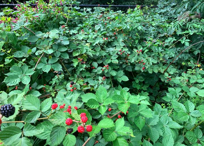 Part of the big blackberry patch in our backyard. Near the top you can see the chainlink fence where we initially put our plants but they are now growing away from the fence with no trellis or support systems other than their canes. (They spread via runner and tip rooting) Also note four o'clock (pink flowers top left) and elderberry (top right) mixed into the planting system. 