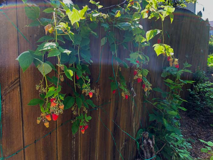 We removed arctic kiwi vines from this fence after they failed to produce fruit for 10 years. The red raspberries growing on the other side quickly took advantage and leaped the fence, so we poorly trellised these fruiting floricanes. On the right side of the photo, also note that the raspberry plant sent a runner under the fence. That primocane will bare fruit next year. (We could dig and transplant it to a new location in the fall or late winter.) 