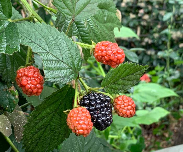 We don't know if there's a name for the blackberry that forms at the tip of each lateral, but it typically seems to be the largest, tastiest berry in the cluster. For reference, it's about the size of one toddler mouthful.&nbsp; &nbsp;