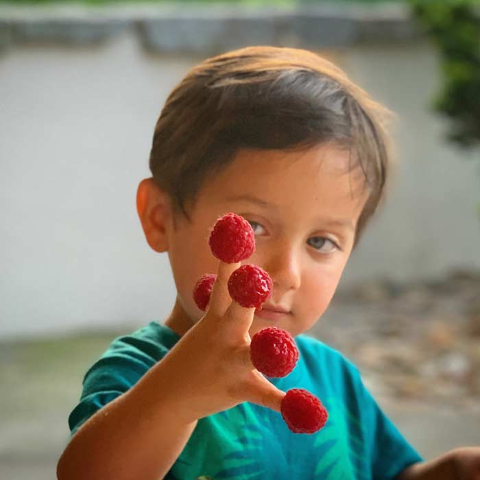 Our toddler regrets that he only has five tips (fingertips) to share raspberries with. However, we have six organic caneberry growing tips to share below! Toddler with raspberries on fingers.