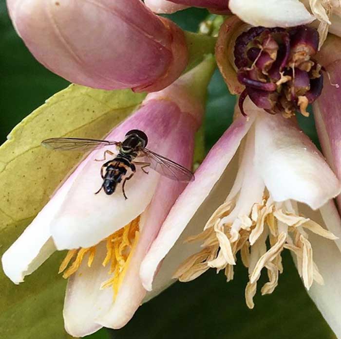 Pollinators, such as our neighbor's honeybees, LOVE our citrus flowers. Here's a native syrphid fly (a great pollinator and predator) foraging on our Buddha's hand flowers.