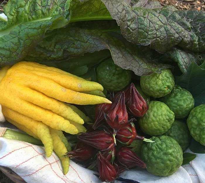 One of the fun things about growing food, is you can grow unusual things you can't usually find at the grocery store. Buddha's hand citron (left), Hibiscus sabdariffa calyxes (center), and makrut limes (right). Yum!