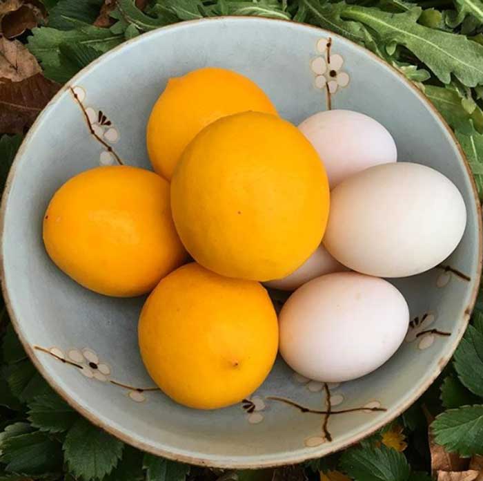 Our favorite thing to do with meyer lemons is make lemon curd, which uses both the zest and the juice of the fruit, along with ducks eggs from our back yard.