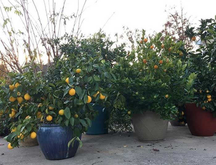 Some of the potted citrus plants growing at Tyrant Farms.