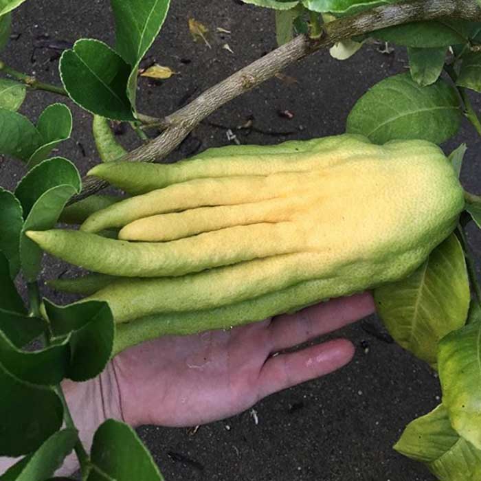A ripening Buddha's hand citron.