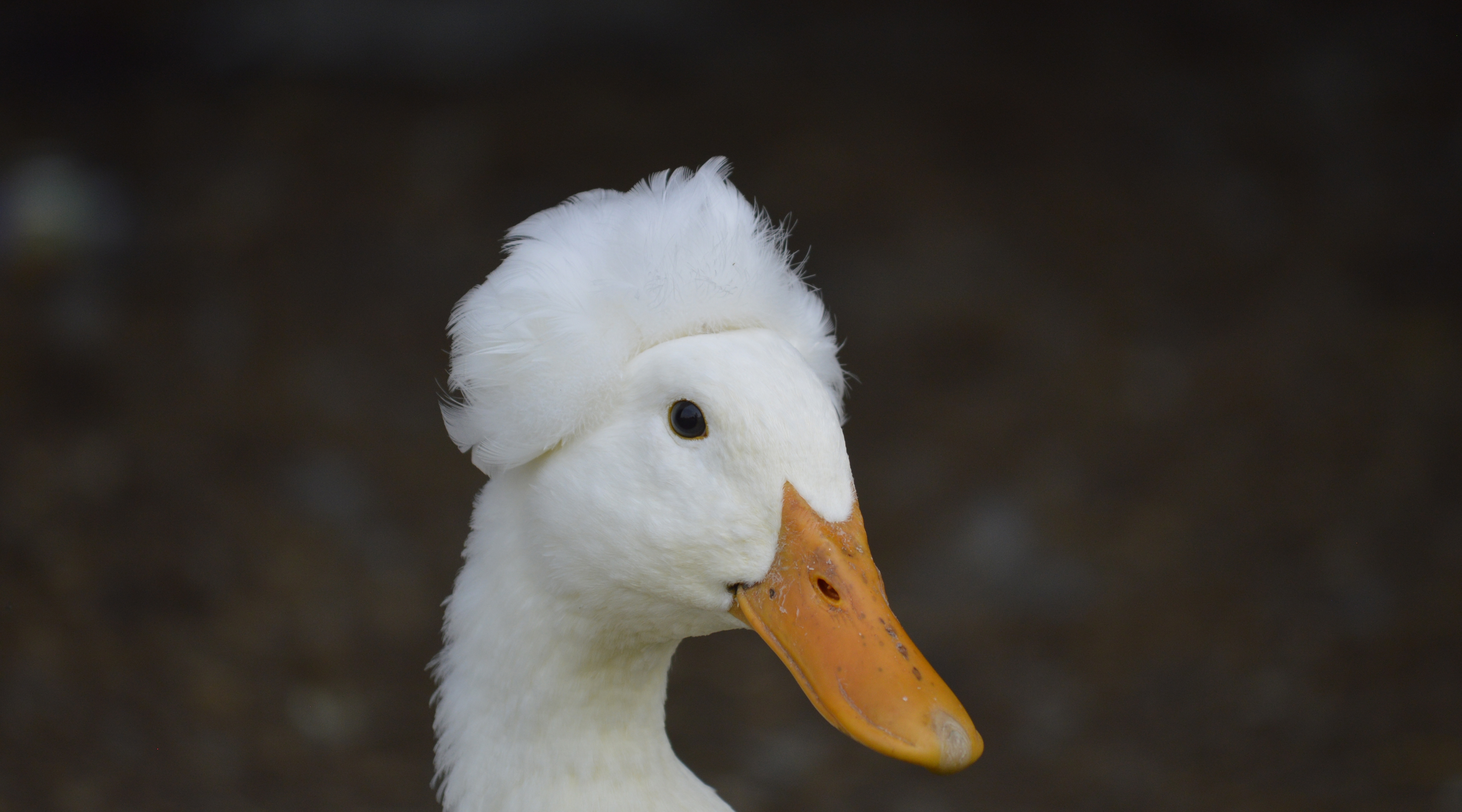 What are crested ducks - and should backyard duck keepers get them? thumbnail