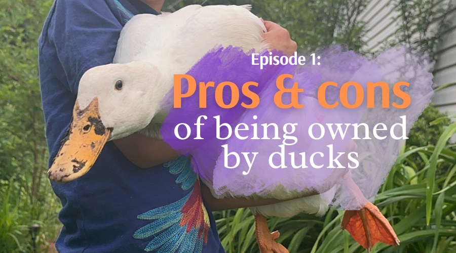 Ep. 1: Pros and Cons of getting ducks | Duck Keeper's Corner vodcast thumbnail