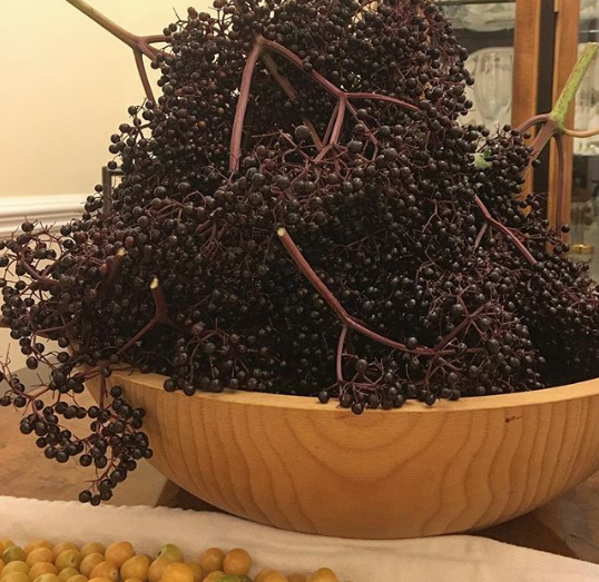 A summer night's harvest of elderberries. Each elderberry plant produces a LOT of berries. Fruit trees that grows in shade by Tyrant Farms