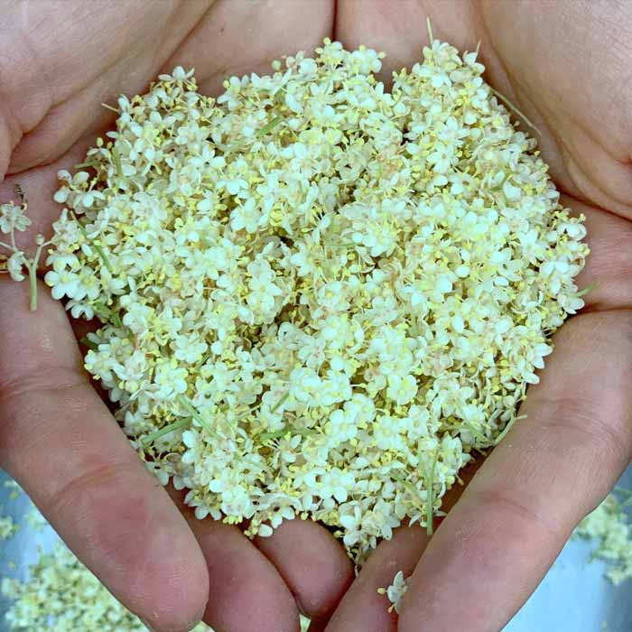 A handful of freshly processed elderflowers from our garden.