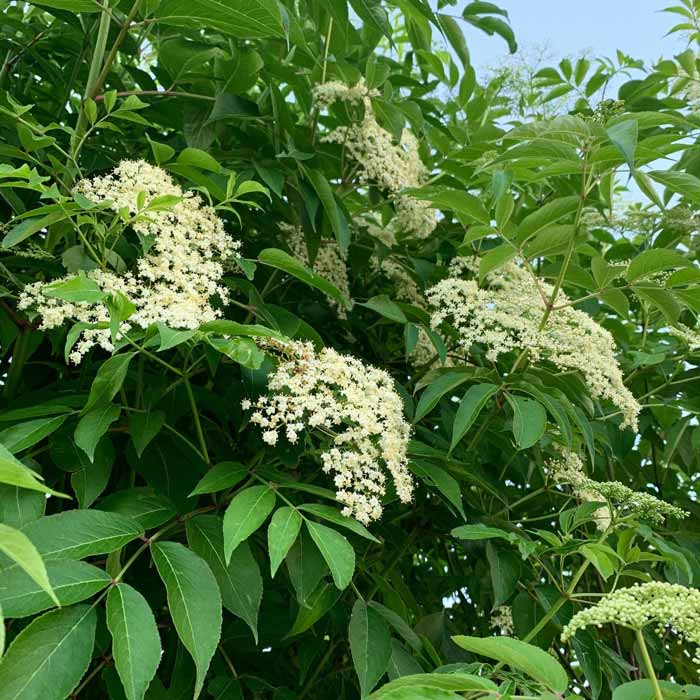 Elderflowers on tree. How to ID elderflowers. The first three weeks of June are peak elderflower season where we live (outskirts of Greenville, SC - Ag Zone 7b).
