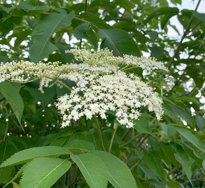 A closer look: you want to remove elderflower clusters that have opened, not ones that are still closed, turned brown, or already set small green fruit.