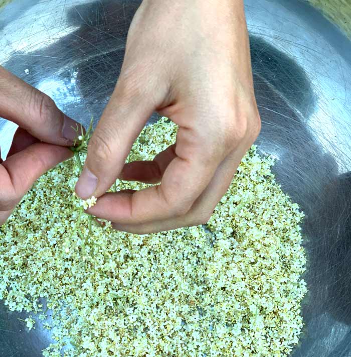 Processing elderflowers takes time, but it's totally worth it once you taste your creations!