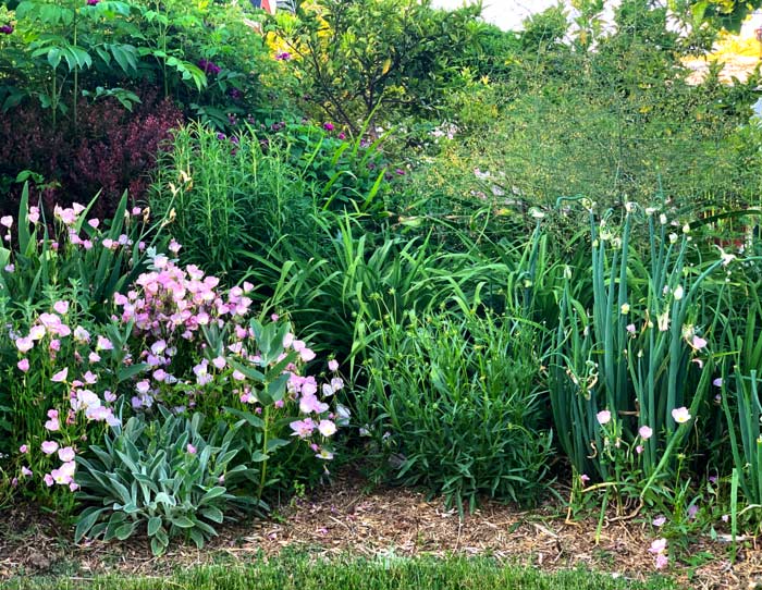 There are numerous edible plants in this permaculture landscape. The vibrant purple flowers in the top left are the 'Cardinal de Richelieu' rose plant, which is also edible.