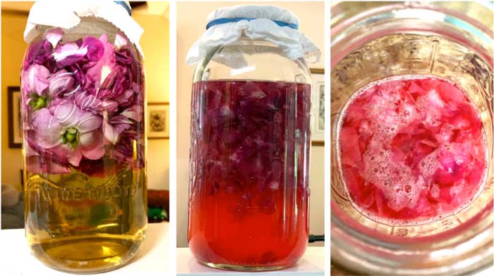 Day 1: Whole rose flowers added to jar (with breathable cover) along with water, sugar, and citric acid. Day 7: Fermentation progressing and being maintained with twice per day stirrings to keep the microbes oxygenated. Day 11: We've already drank quite a bit along the way (ha) but you can see the nice fizzly bubbles forming which give the drink an effervescent quality. .