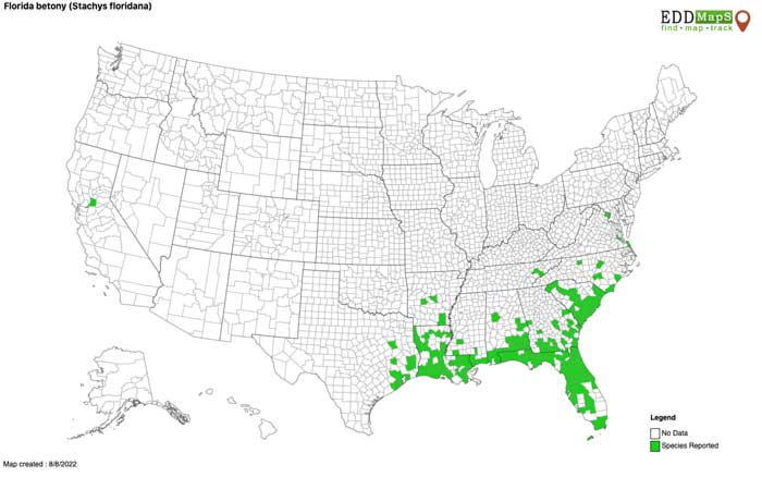 Florida betony (Stachys floridana) geographic distribution map