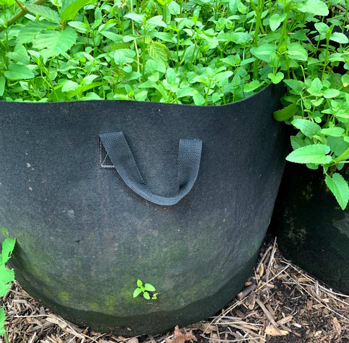 A large grow bag of Florida betony. Interesting note: a small tear occurred at the base of this grow bag, which was soon discovered by the betony growing within. That helps give an indication of how deeply the runners can go in pursuit of new terrain. 