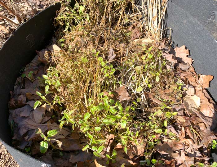 Early February in Zone 7b - this Florida betony is temporarily frozen back by temperatures in the teens.