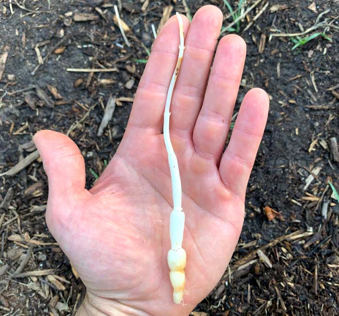 A closer look at how Florida betony grows: underground tubers send up growth shoots which develop into stems and leaves above the soil surface. As the stems and leaves develop, roots develop between the top of the tuber and the soil surface.