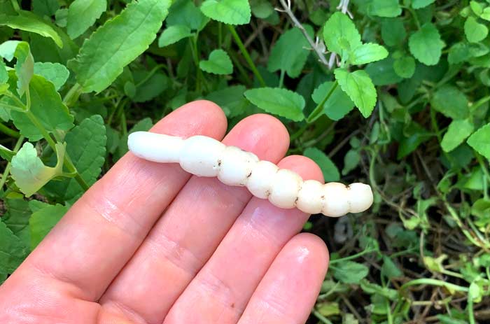The tubers of Florida betony resemble a rattlesnake rattle.