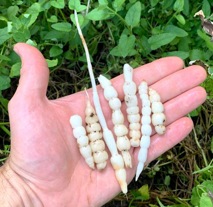 Florida betony tubers are delicious and make great pickles.