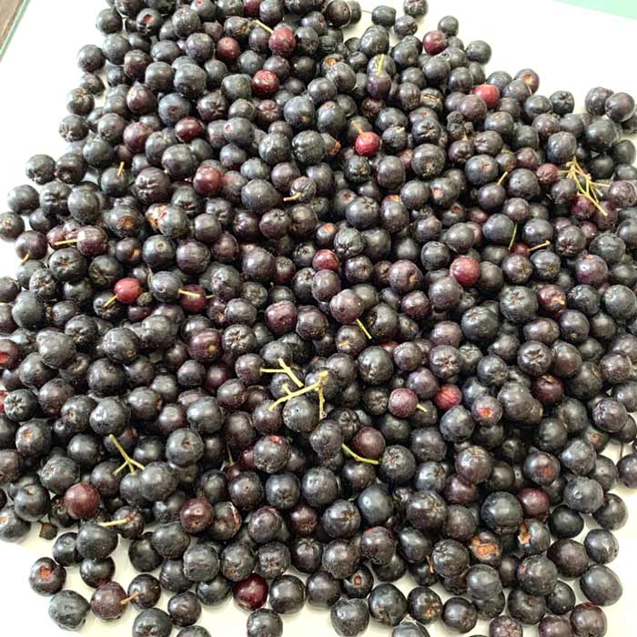 A nice pile of just-picked Aronia berries, about to made into aronia-blackberry wine. Year round fruit.