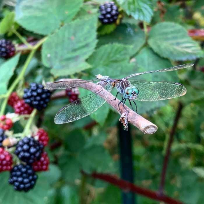 A dragonfly guarding a thornless blackberry patch at Tyrant Farms. The Tyrant and I probably ate about a pound of blackberries daily from our garden during peak season this year.