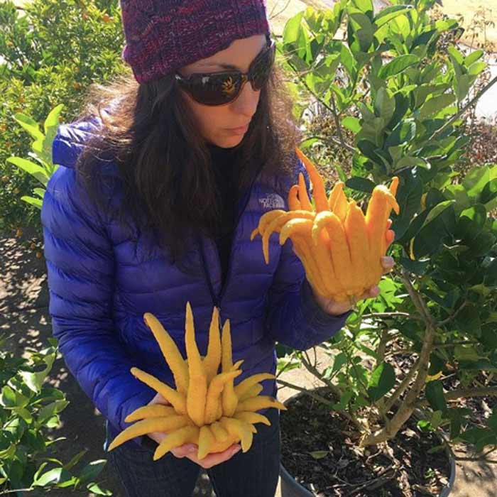 The Tyrant examining two nice Buddha's hand citrons. These are incredibly aromatic and make great citrus candy and zest.