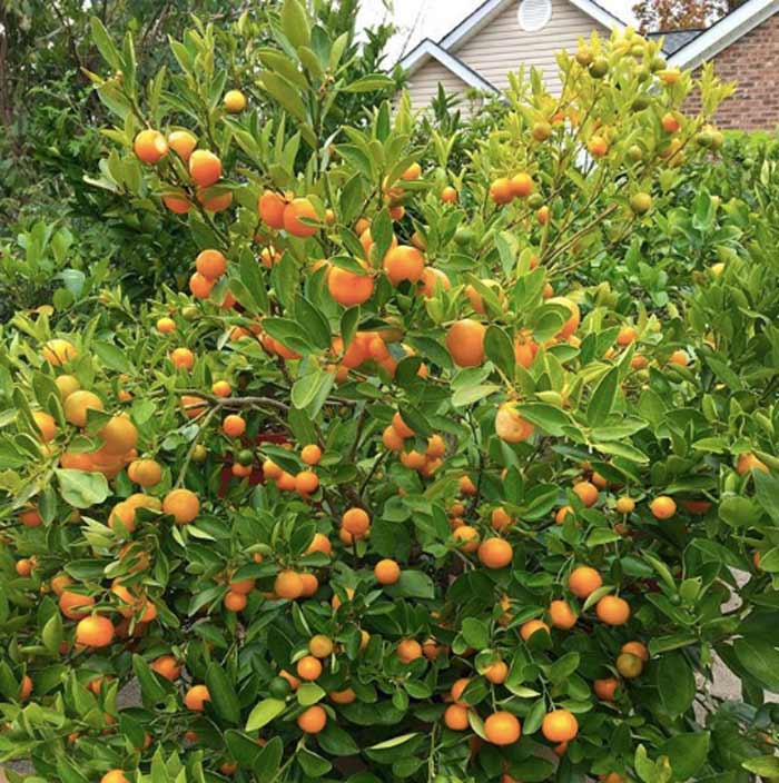 In December, our calamondin tree looks like it's covered in orange Christmas ornaments. How to grow fruit year round.