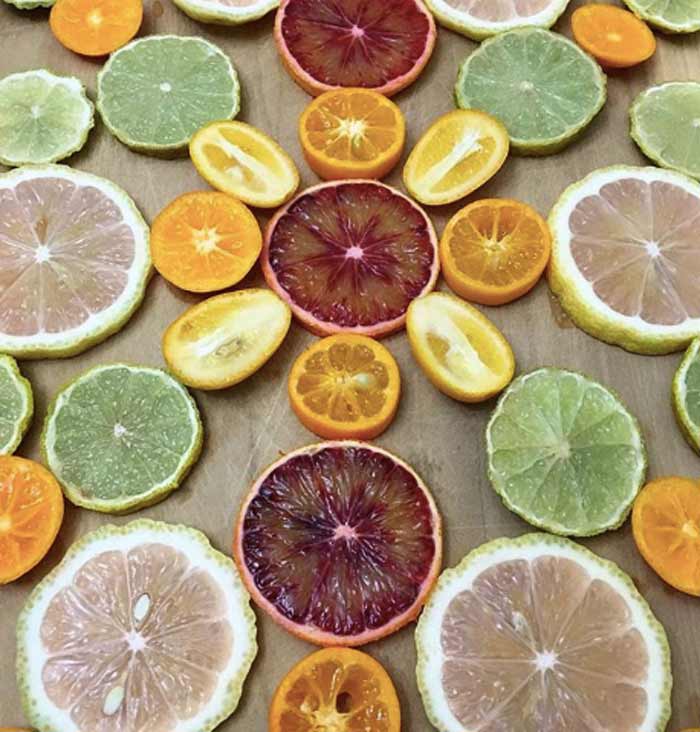 A beautiful array of fresh citrus varieties from our potted citrus plants, which produce the bulk of their fruit from fall through early spring.