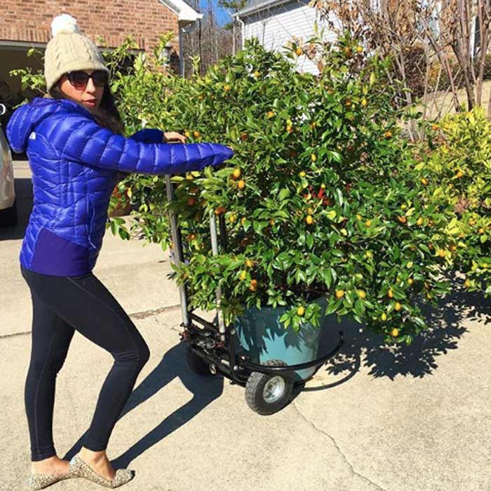 The Tyrant showing off the Porta-Potter, our citrus pot mover. Don't let this picture fool you, she's not usually the one out moving the potted citrus on a cold winter day, although she does model the contraption better than I do.