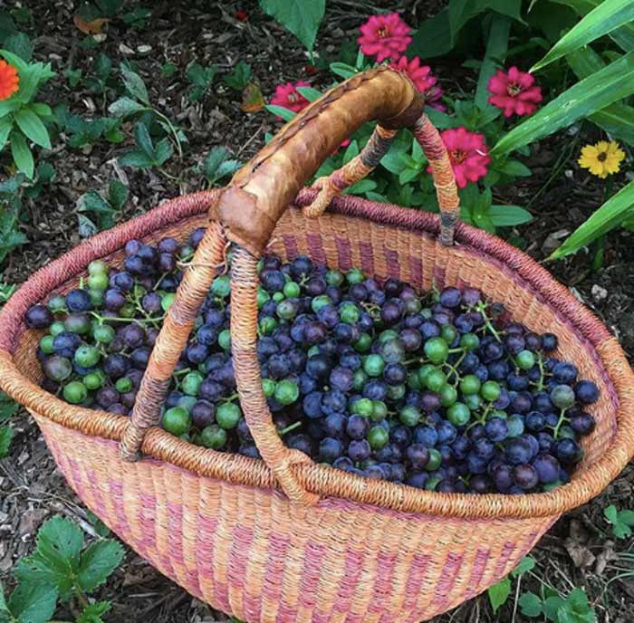 Not many grape varieties grow well or easily in the hot, humid south. Concorde is a variety that performs pretty well here.