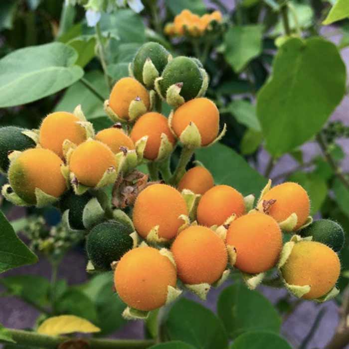 Dwarf tamarillos are best when they're deep orange in color. How to grow fruit year round.