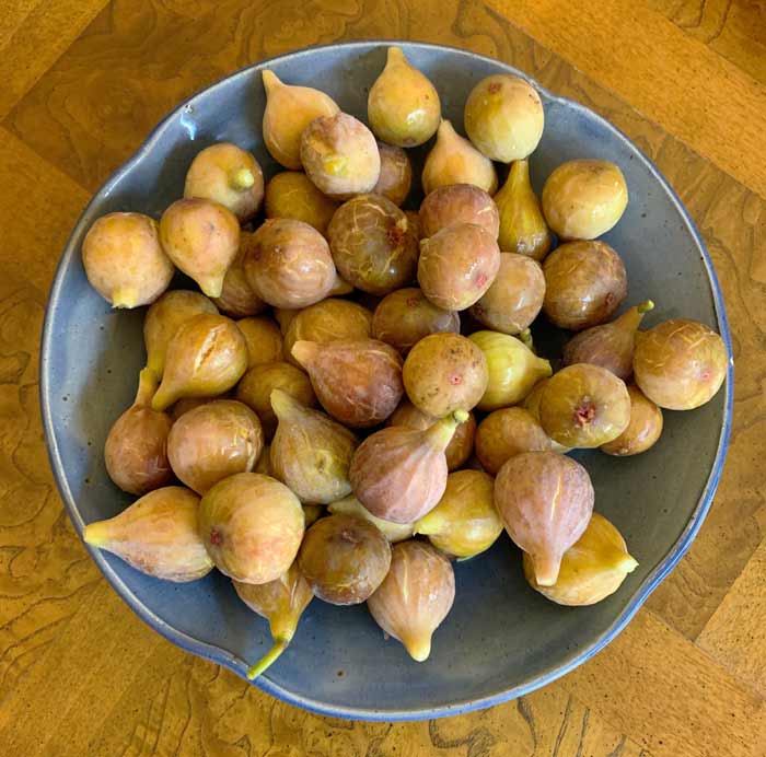 Brown turkey figs ready to be presented as an offering to The Tyrant.