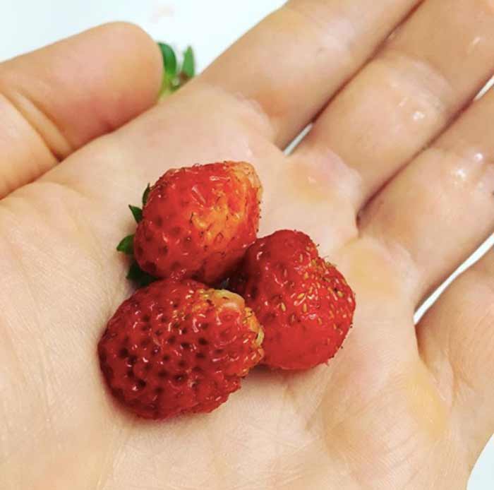 Don't let their small size fool you. These native Fragaria virginiana strawberries pack an incredible amount of flavor and are much better than the large grocery store varieties we're all accustomed to.