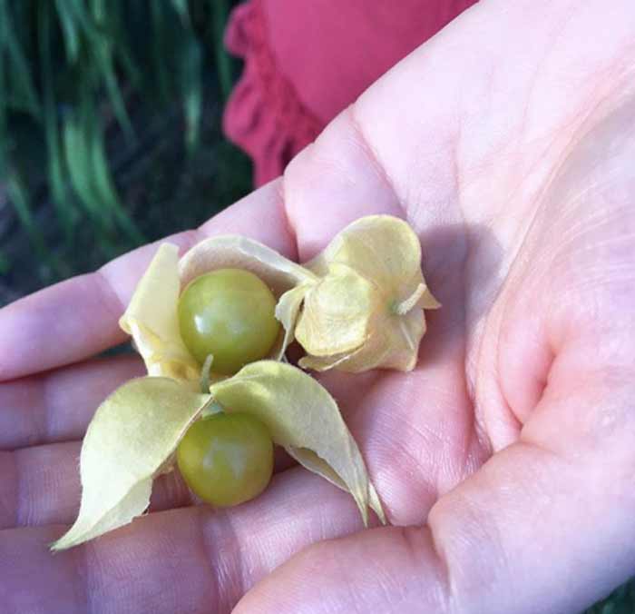 We will always have a special place in our hearts for ground cherries, the fruit that originally got us hooked on gardening and heirloom seeds over a decade ago.