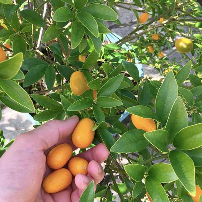 Kumquats are a citrus variety that you eat skin and all. The skin is sweet and the inner fruit is nice and tart, making a delightful flavor combo.