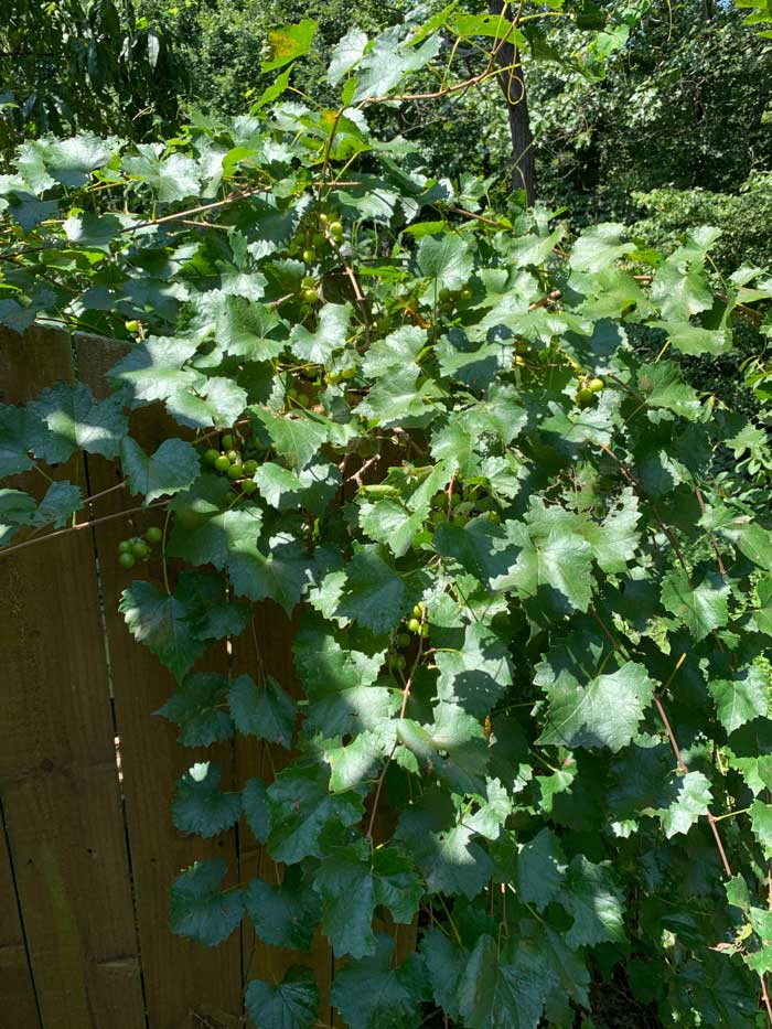 Got a fence? Then you also have a grape arbor! We grow muscadine and scuppernong grapes on our backyard fence.