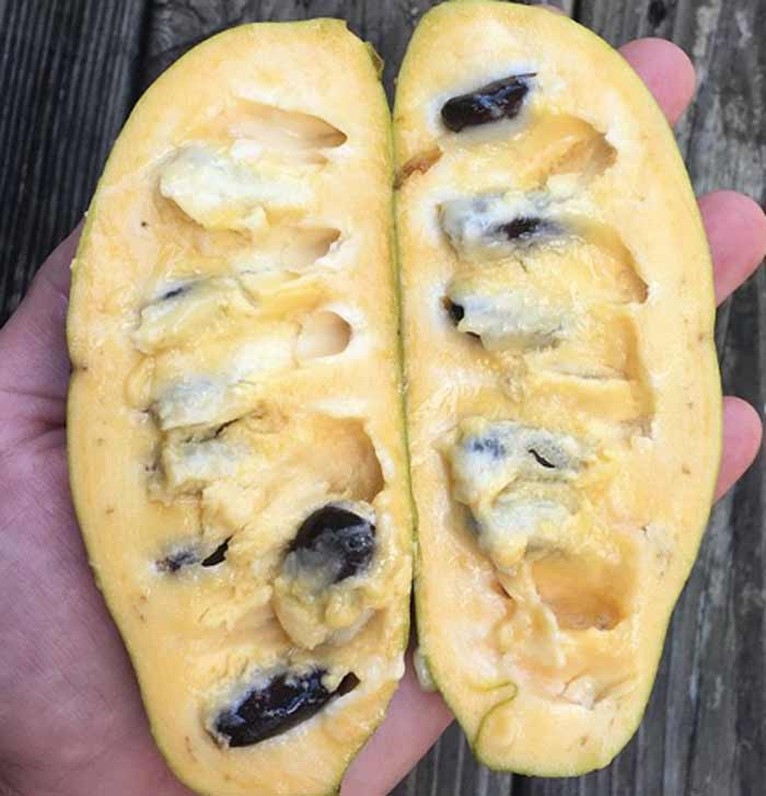 North America's largest native fruit: the pawpaw. These are finally making a big comeback in popularity. Due to their short shelf life, they're very hard to commercialize.