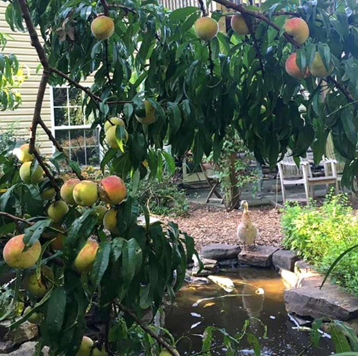 One of our ducks admiring a good peach year at Tyrant farms.