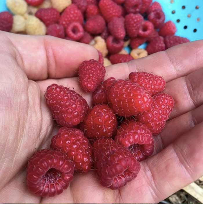 Once you get nice raspberry patches started, you'll have more each year as long as you keep the soil healthy and mulched.